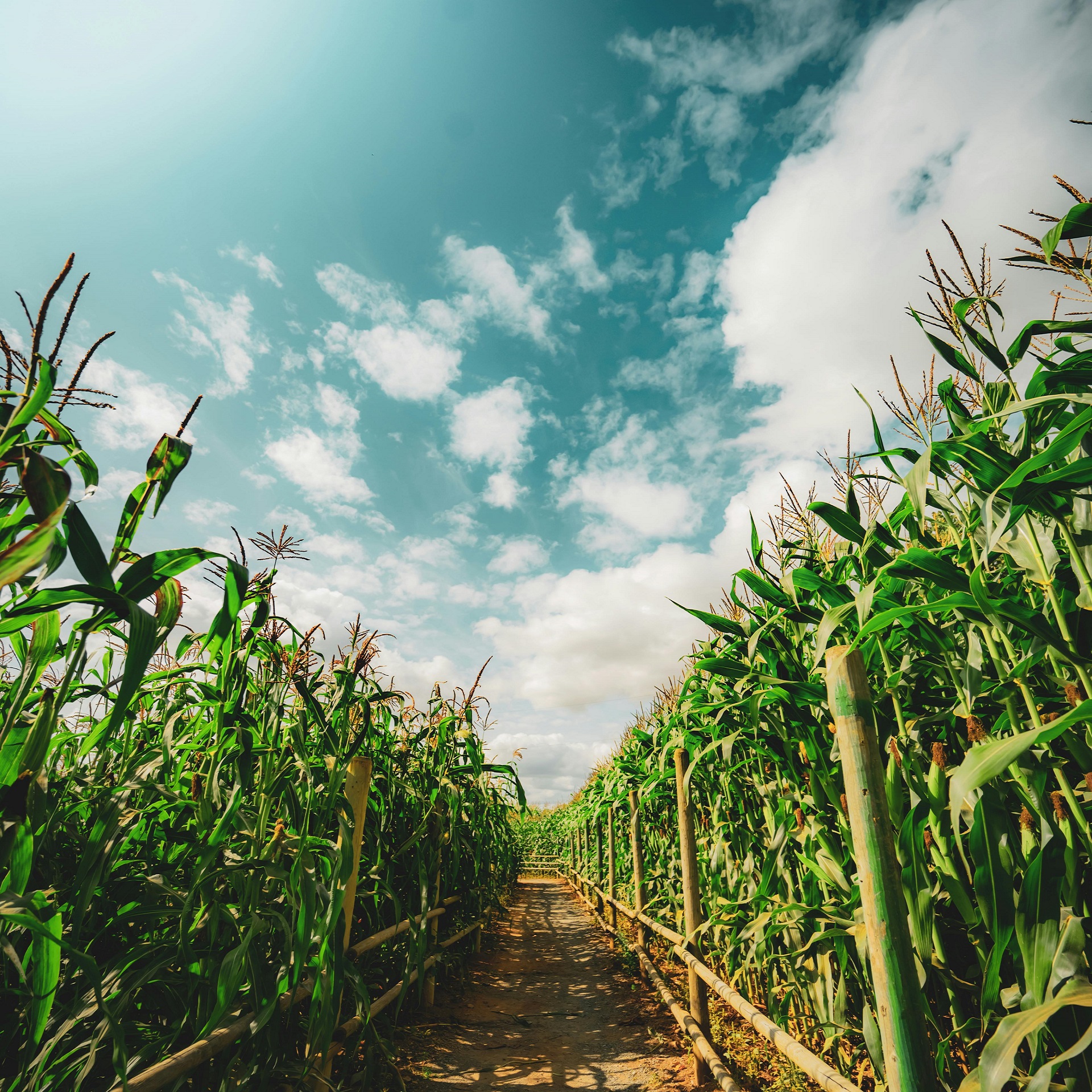 O Milho: Essencial para a Agricultura Brasileira e a Economia Global