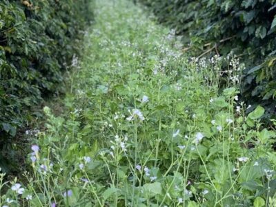 Agricultura Regenerativa no Brasil: Caminhos para um Agro Sustentável