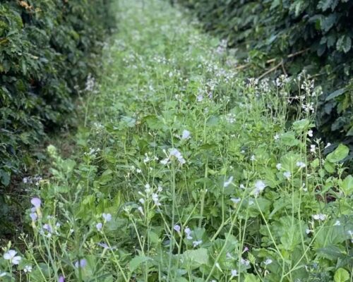 Agricultura Regenerativa no Brasil: Caminhos para um Agro Sustentável