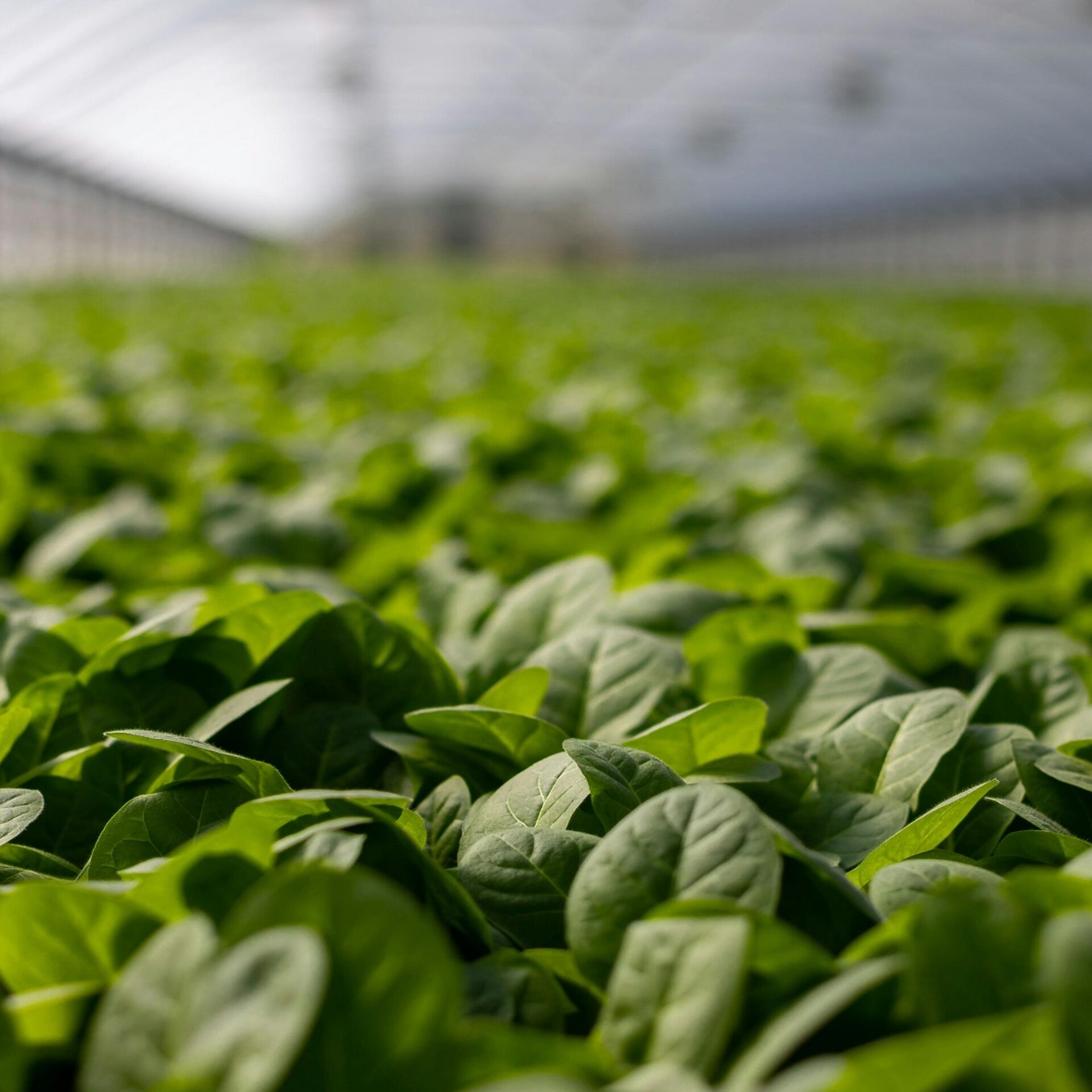 pexels-nc-farm-bureau-mark-2749165